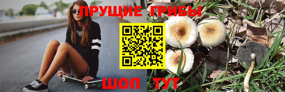 Галлюциногенные грибы Psilocybine cubensis Архангельск